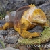 iguana_land_spz_h_0163_ecu1862.jpg